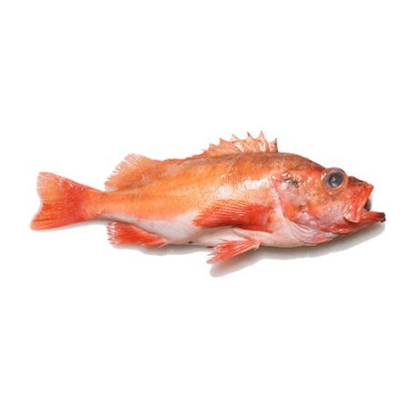 Roodbaars ca. 900-1000 gram per stuk